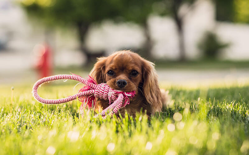Pets for Sales in New Jersey USA